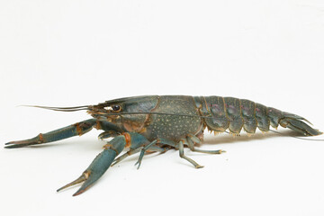 Freshwater crayfish Procambarus clarkii isolated on white background
