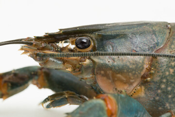 Freshwater crayfish Procambarus clarkii isolated on white background
