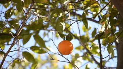 Lone fresh mandarin on the tree branches around blue sky in the background green leaves it's a windy day and you see the movement amazing nature is everywhere environment eco-friendly farming fruit