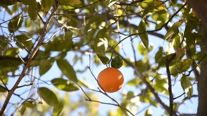 Lone fresh mandarin on the tree branches around blue sky in the background green leaves it's a windy day and you see the movement amazing nature is everywhere environment eco-friendly farming fruit