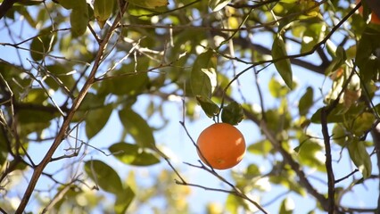 Lone fresh mandarin on the tree branches around blue sky in the background green leaves it's a windy day and you see the movement amazing nature is everywhere environment eco-friendly farming fruit