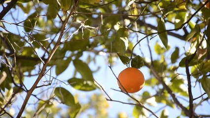 Lone fresh mandarin on the tree branches around blue sky in the background green leaves it's a windy day and you see the movement amazing nature is everywhere environment eco-friendly farming fruit