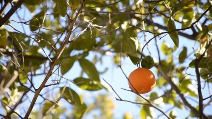Lone fresh mandarin on the tree branches around blue sky in the background green leaves it's a windy day and you see the movement amazing nature is everywhere environment eco-friendly farming fruit