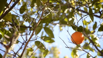 Lone fresh mandarin on the tree branches around blue sky in the background green leaves it's a windy day and you see the movement amazing nature is everywhere environment eco-friendly farming fruit