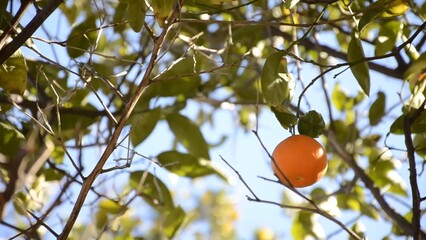 Lone fresh mandarin on the tree branches around blue sky in the background green leaves it's a windy day and you see the movement amazing nature is everywhere environment eco-friendly farming fruit