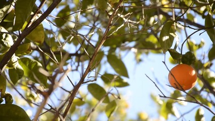 Lone fresh mandarin on the tree branches around blue sky in the background green leaves it's a windy day and you see the movement amazing nature is everywhere environment eco-friendly farming fruit