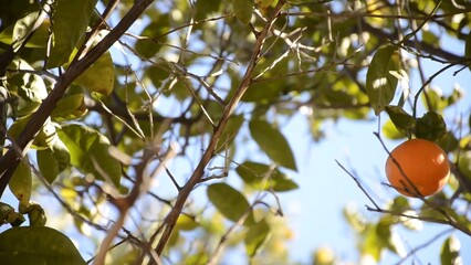 Lone fresh mandarin on the tree branches around blue sky in the background green leaves it's a windy day and you see the movement amazing nature is everywhere environment eco-friendly farming fruit
