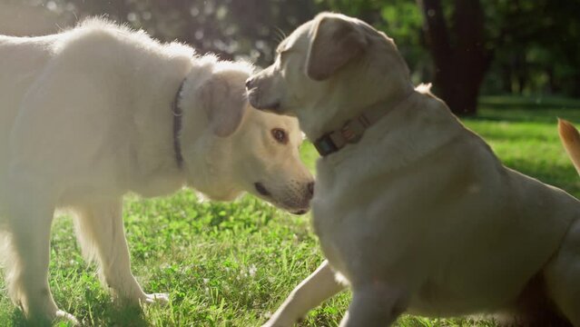 Two adorable cute dogs meet in park. Curios pets sniff each other making friends