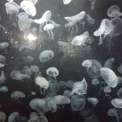 Jellyfish