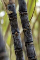 Mature sugarcane grown in the plantation