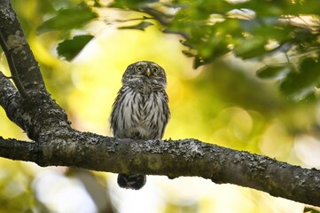owl sitting on a branch