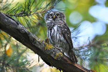 owl sitting on a branch