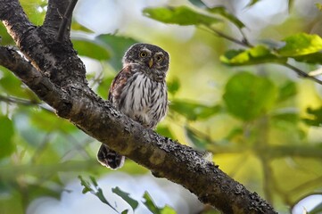owl sitting on a branch