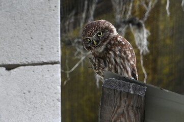 owl perched on a fence