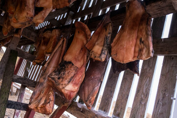 Hákarl - in einer Trockenhütte des Bjarnahöfn Shark Museum hängt das fermentierte Fleisch des...