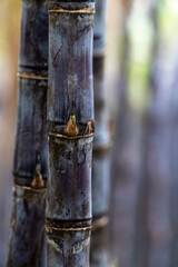 Mature sugarcane grown in the plantation