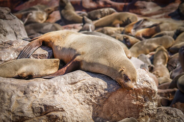 A brown fur seal (Arctocephalus pusillus) nursing her little baby, Cape Cross, Namibia.