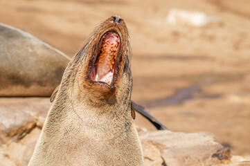 A brown fur seal (Arctocephalus pusillus) yawning, Cape Cross, Namibia.