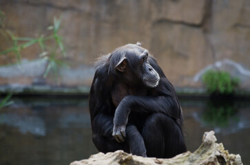 chimpanzee sitting and watching the horizon.
