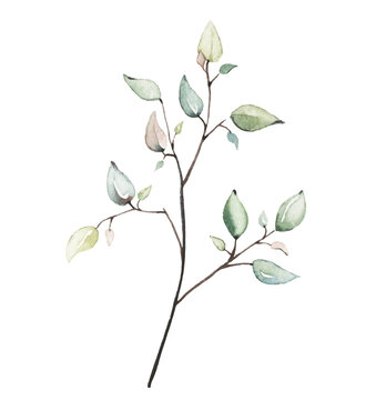 Watercolor floral pink and green twig. Vector traced isolated brunch illustration