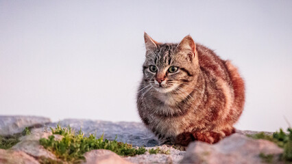 Cute Cat at the Coast of Sicily in Palermo in Italy, Europe