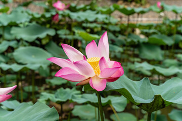 Nelumbo nucifera, also known as Indian lotus, sacred lotus or simply lotus, is one of two extant species of aquatic plant in the family Nelumbonaceae.