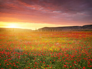 Obraz na płótnie Canvas Spring poppies flowers in meadow.