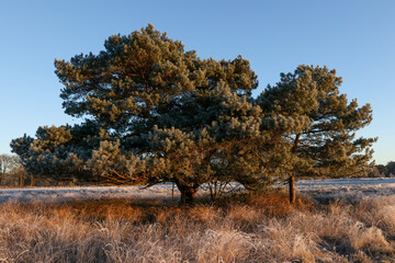 Obraz na płótnie Canvas A large tree in a colorful heather landscape 
