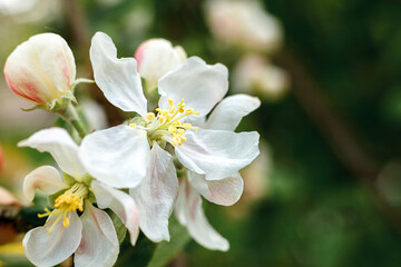 Obraz na płótnie Canvas Beautiful white apple blossom flowers in spring time. Background with flowering apple tree. Inspirational natural floral spring blooming garden or park. Flower art design. Selective focus