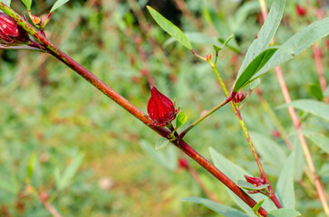 Roselle or Chukai is full of micronutrient
