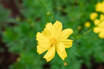 Cosmos sulphureus is a species of flowering plant in the sunflower family Asteraceae, also known as sulfur cosmos and yellow cosmos. Selective focus. defocus background.