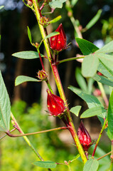 Roselle or Chukai is full of micronutrient