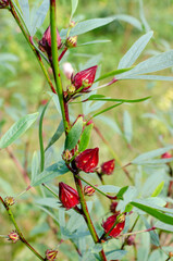Roselle or Chukai is full of micronutrient