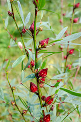 Roselle or Chukai is full of micronutrient