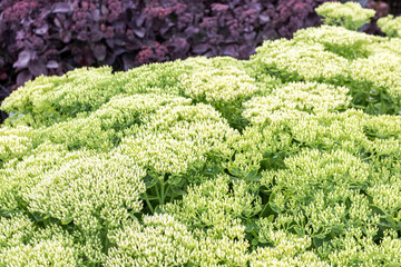 Ready to bloom cultivar showy stonecrop (Hylotelephium spectabile 'Stardust') in the summer garden