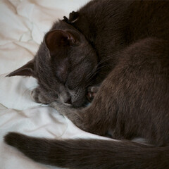 portrait of a grey cat with stripes is lying on a bed.