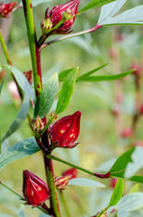 Roselle or Chukai is full of micronutrient