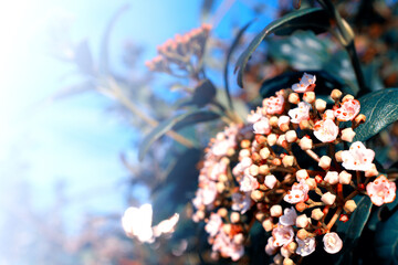 flowers, Spring blossom close-up, macro