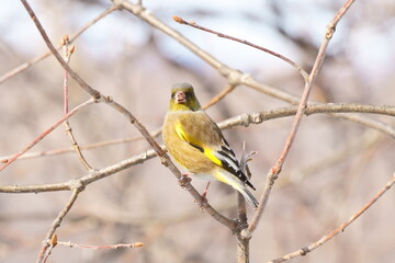 Naklejka premium カワラヒワ