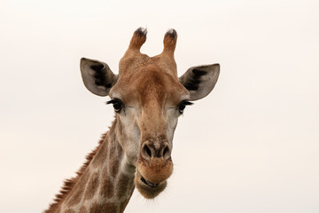 Obraz premium Southern giraffe