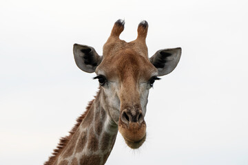 Fototapeta premium Southern giraffe