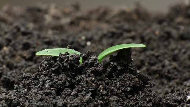Nature in a timelapse, Sprouts grow out of the ground accelerated shooting, Cucumber plant in greenhouse, food production