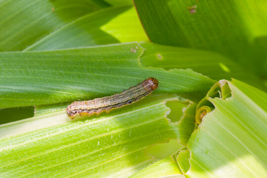 Fall armyworm Spodoptera frugiperda (Smith 1797) on the corn leaf