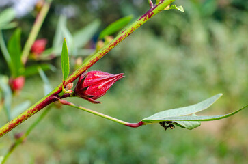 Roselle or Chukai is full of micronutrient