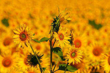 Italy, Tuscany; Field of blooming sunflowers