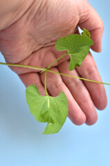 hand with a sprout of a small green bean plant on a blue background