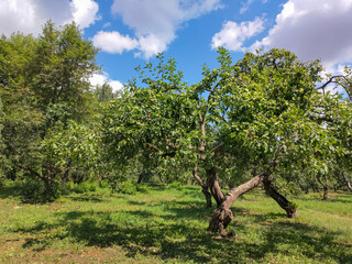 Apple garden on a sunny summer day