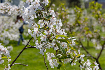 Flowering cherry tree during spring.
