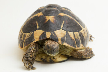Hermann's tortoise Testudo hermanni isolated on white background

