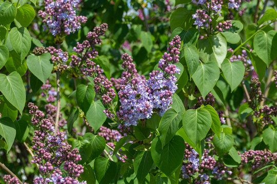 Flowering lilac tree during spring